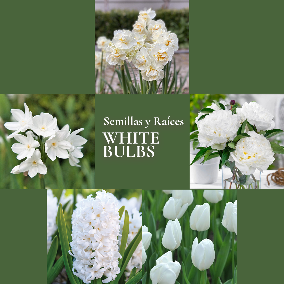 Pack Flores de Corte White Bulbs