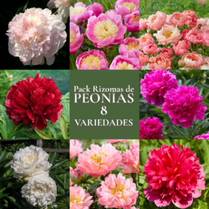 Pack de Rizomas de Peonías 8 variedades