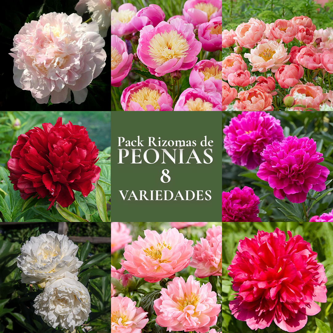 Pack de Rizomas de Peonías 8 variedades