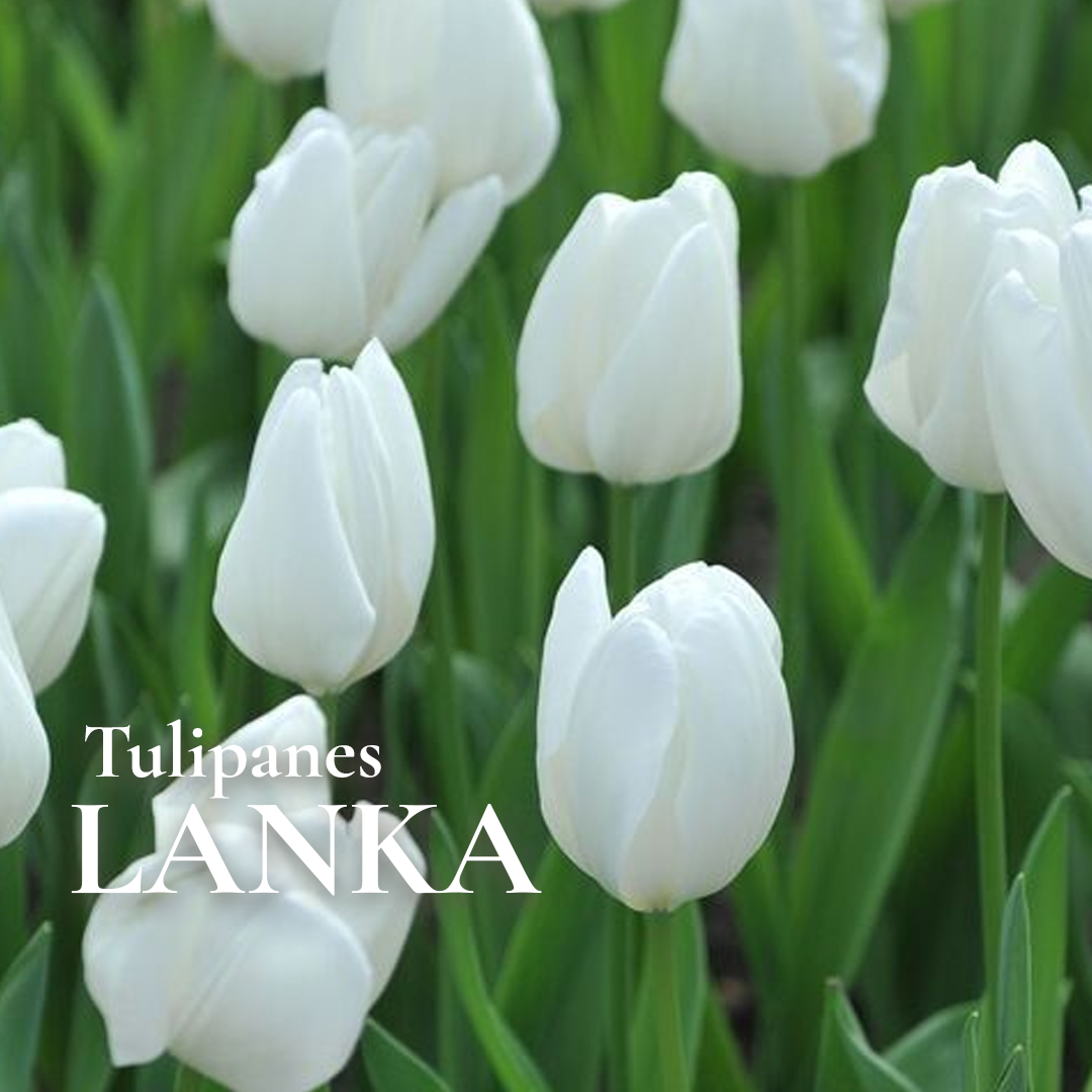 Pack Flores de Corte White Bulbs - Imagen 6