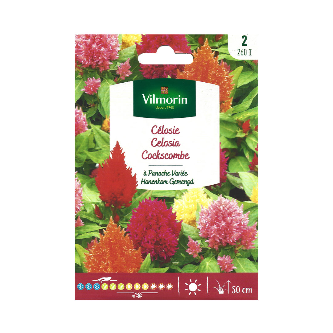 Semillas de Celosía Plumosa Variada Vilmorin - Imagen 2