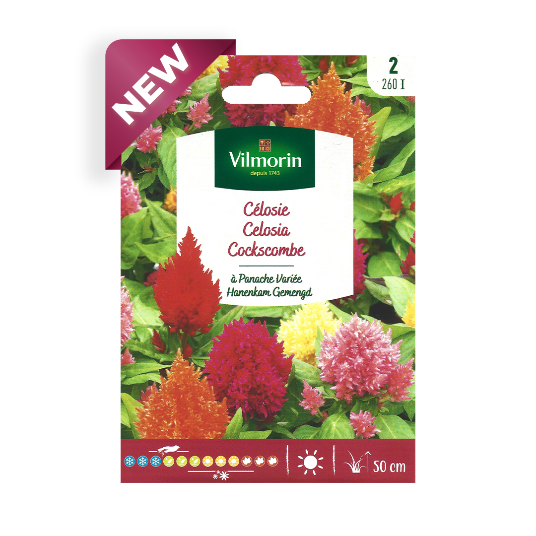 Semillas de Celosía Plumosa Variada Vilmorin